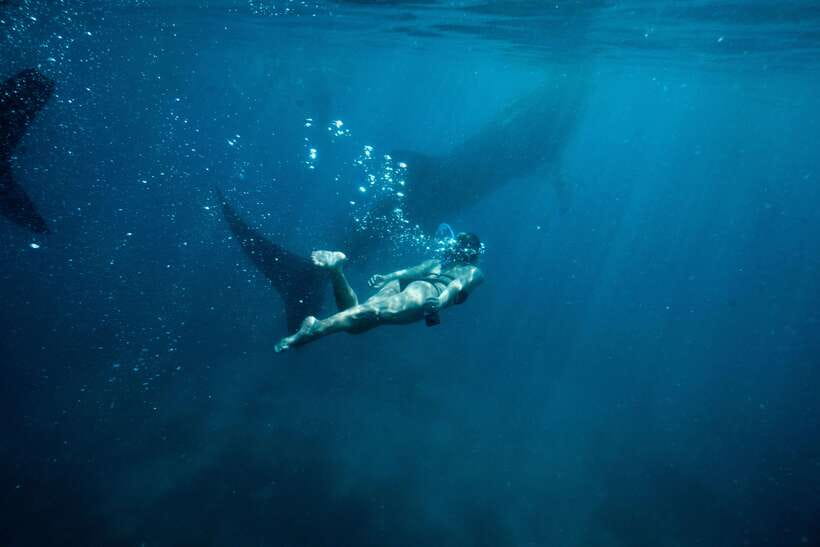 Cebu City: Whale Shark Swimming & Kawasan Falls Canyoneering - Key points before you book