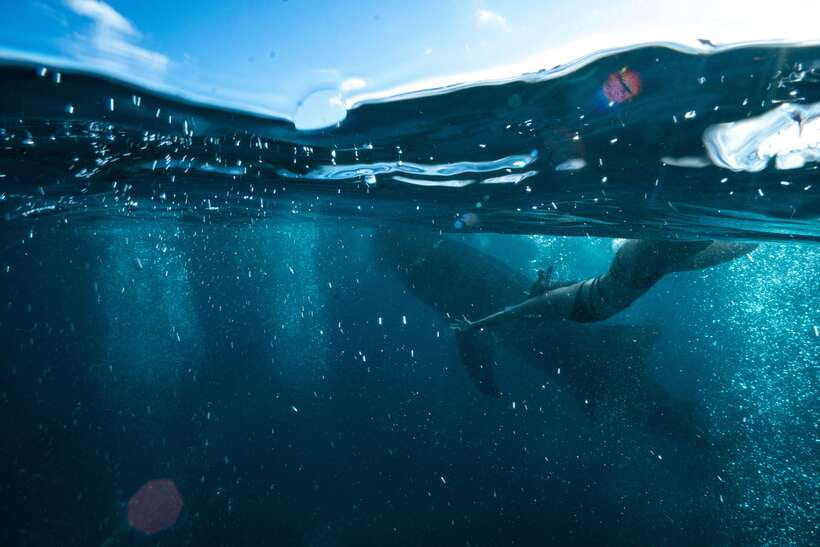 Cebu City: Whale Shark Swimming & Kawasan Falls Canyoneering - Two big Cebu adventures packed into one day