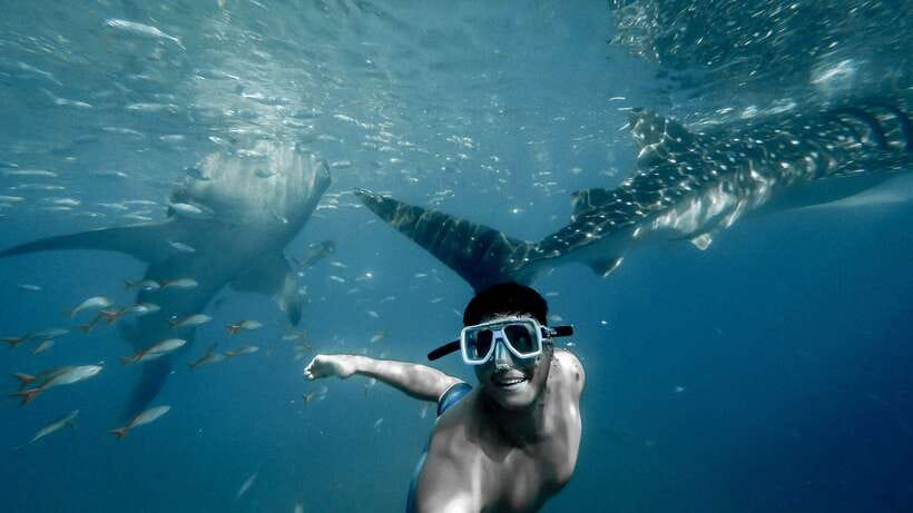 Cebu City: Whale Shark Swimming & Kawasan Falls Canyoneering - Meeting the whale sharks at Oslob