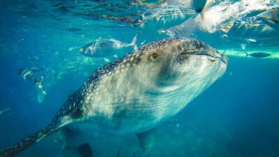 Cebu City: Whale Shark Swimming & Kawasan Falls Canyoneering