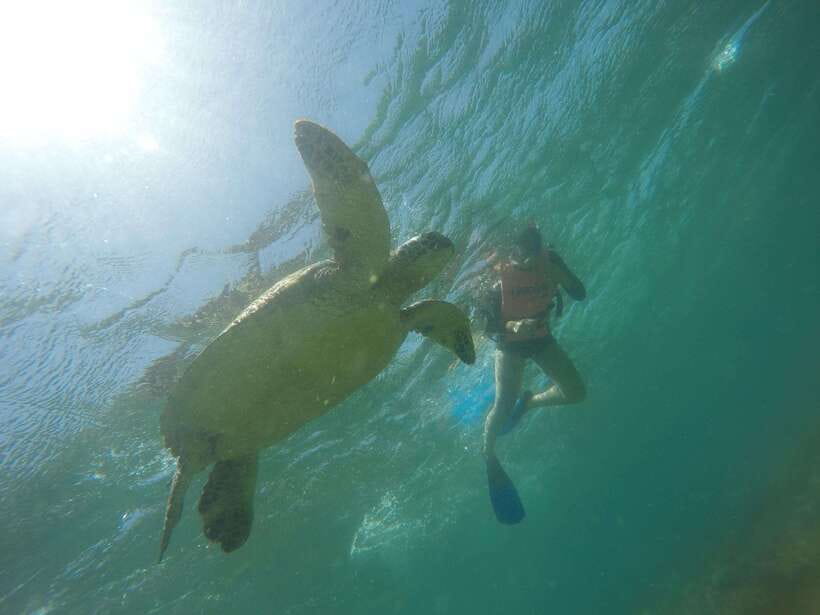 Cebu: Kawasan Canyoneering & Sardines Run and Turtle Chase - Key points at a glance