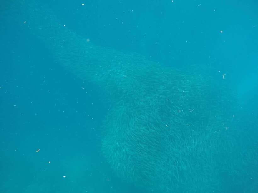 Cebu: Kawasan Canyoneering & Sardines Run and Turtle Chase - Entering the Kawasan canyon