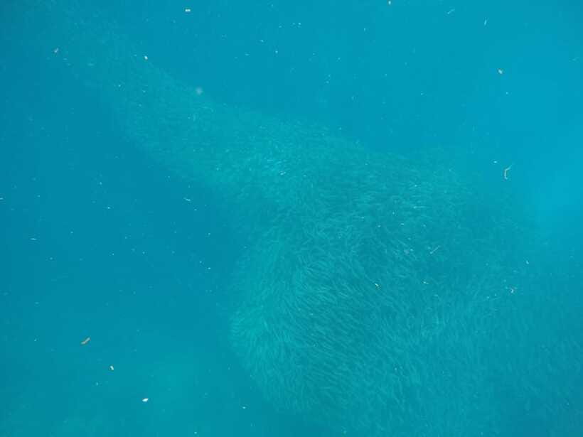 Cebu: Kawasan Canyoneering & Sardines Run and Turtle Chase - Who should book this Cebu day trip?