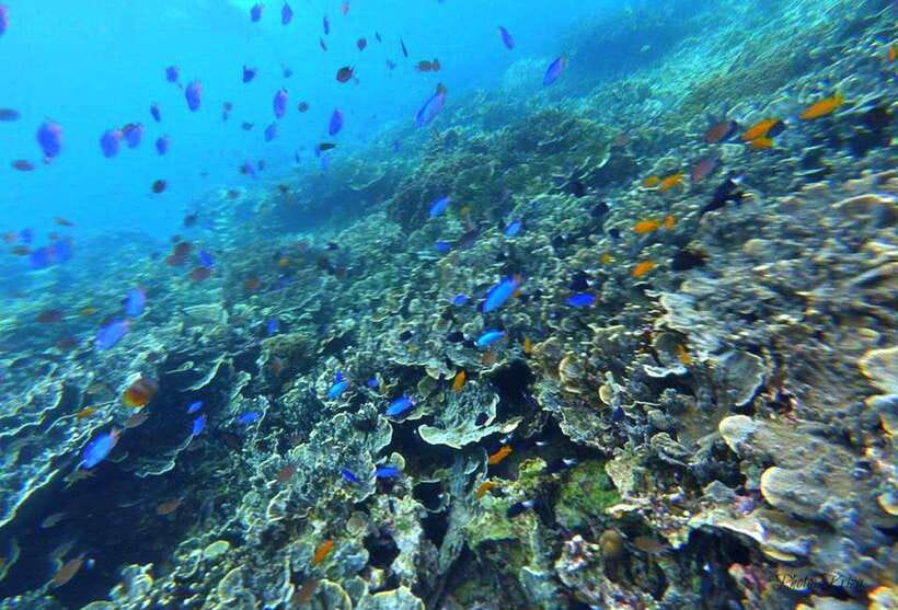 Cebu: Moalboal Sardines Run Snorkel & Kawasan Canyoneering - Should you book it?