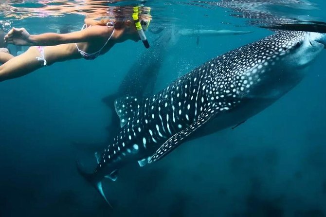 Cebu: Oslob Whale Shark Swimming and Kawasan Falls Canyoneering - The long transfer to Badian