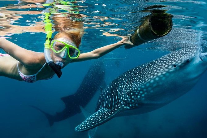Cebu: Oslob Whale Shark Swimming and Kawasan Falls Canyoneering - Oslob’s whale shark encounter before breakfast