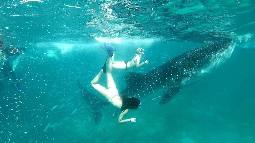 Cebu: Whale Shark Swim and Kawasan Canyoneering Tour - Practical packing advice for a 2 a.m. pickup