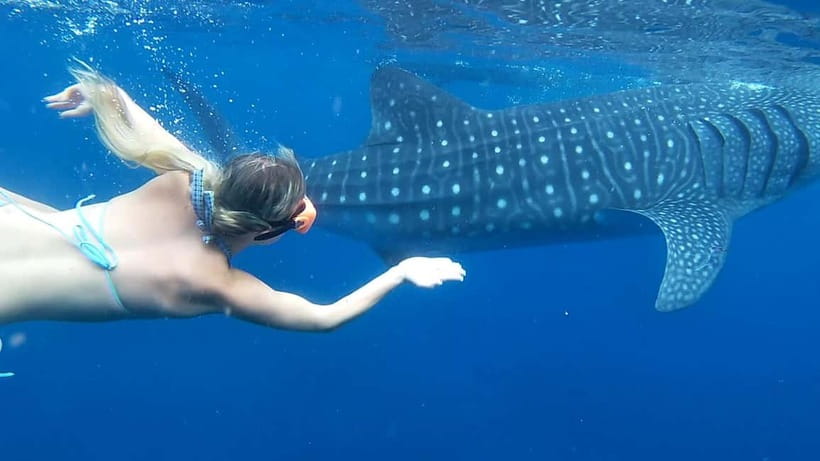 Cebu: Whale Shark Swim and Kawasan Canyoneering Tour - The Oslob wait and the value of arriving early