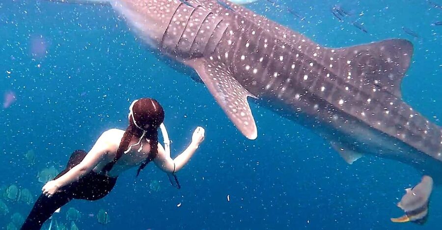 Cebu: Whale Shark Swim and Kawasan Canyoneering Tour - Zip line, cliff jumps, and the parts you can skip