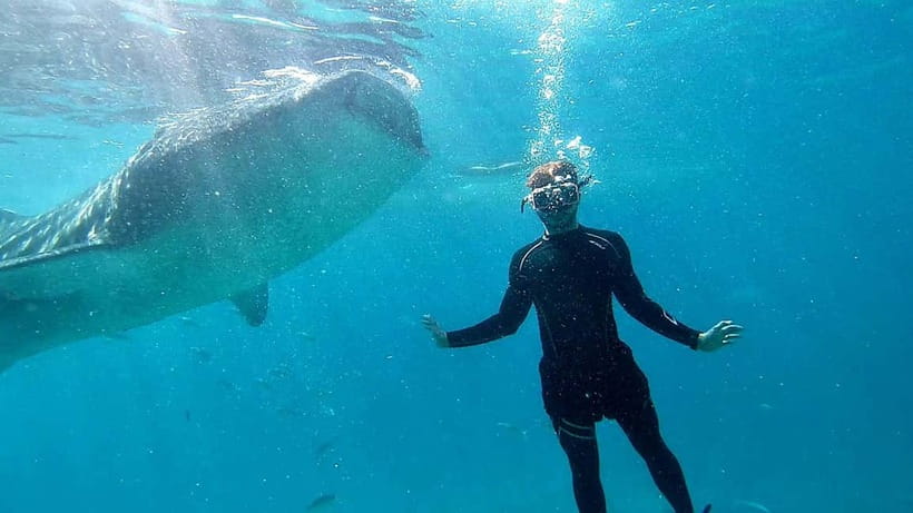 Cebu: Whale Shark Swim and Kawasan Canyoneering Tour - Transport, comfort, and the real cost of the day