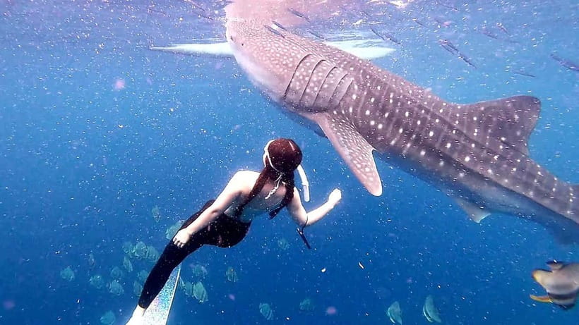 Cebu: Whale Shark Swim and Kawasan Canyoneering Tour - Who should book this Cebu adventure?