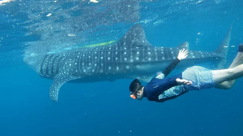 Cebu: Whale Shark Swim and Kawasan Canyoneering Tour - Oslob at sunrise: beautiful animals, complicated setting