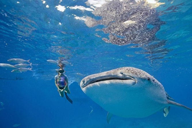 Oslob Whale Shark & Tumalog Falls & Kawasan Falls Canyoneering - Badian canyoneering is the day’s physical centerpiece